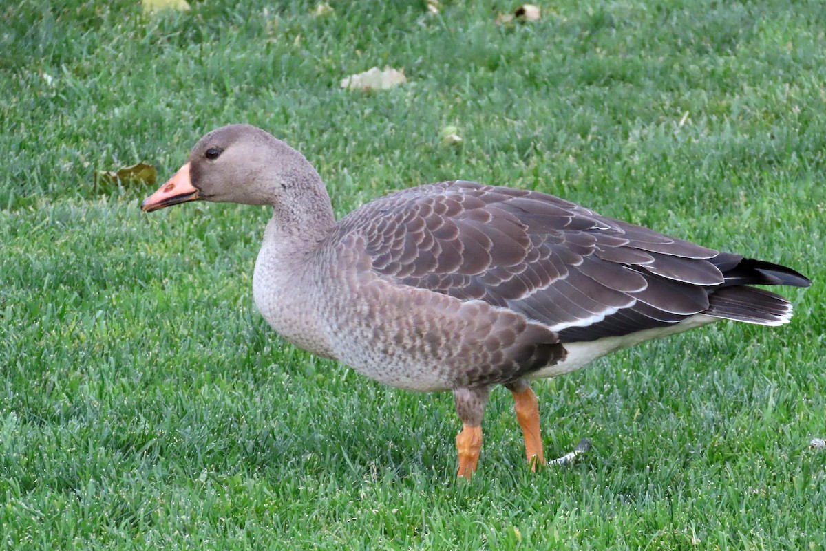 Greater White-fronted Goose - ML499432161