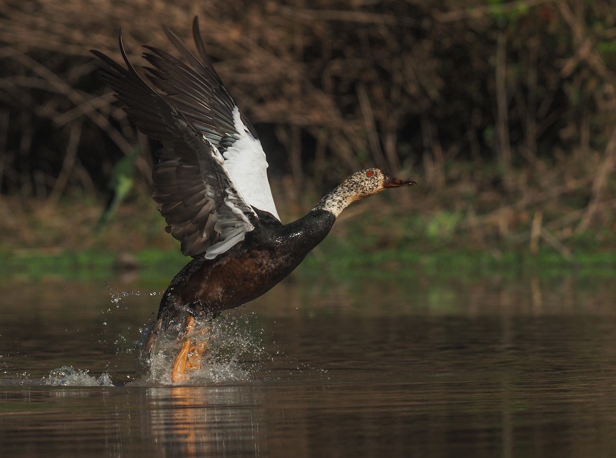 White-winged Duck - Alex Berryman