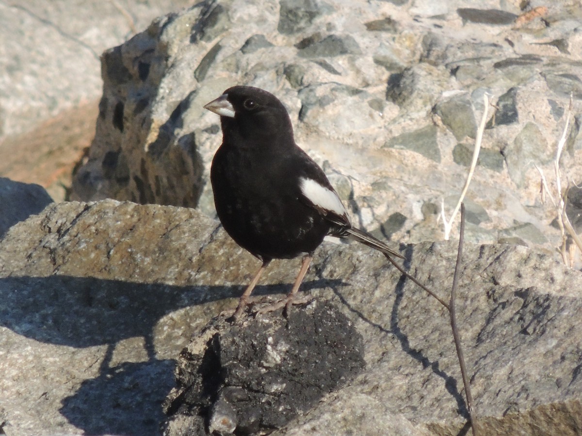 Lark Bunting - ML49943351