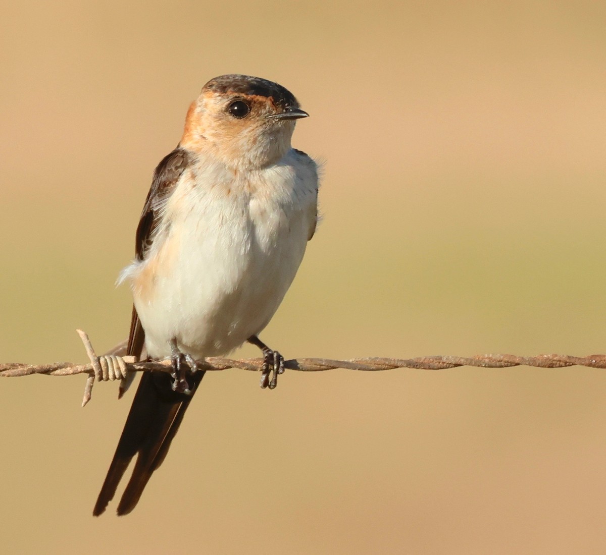 European Red-rumped Swallow - ML499434021