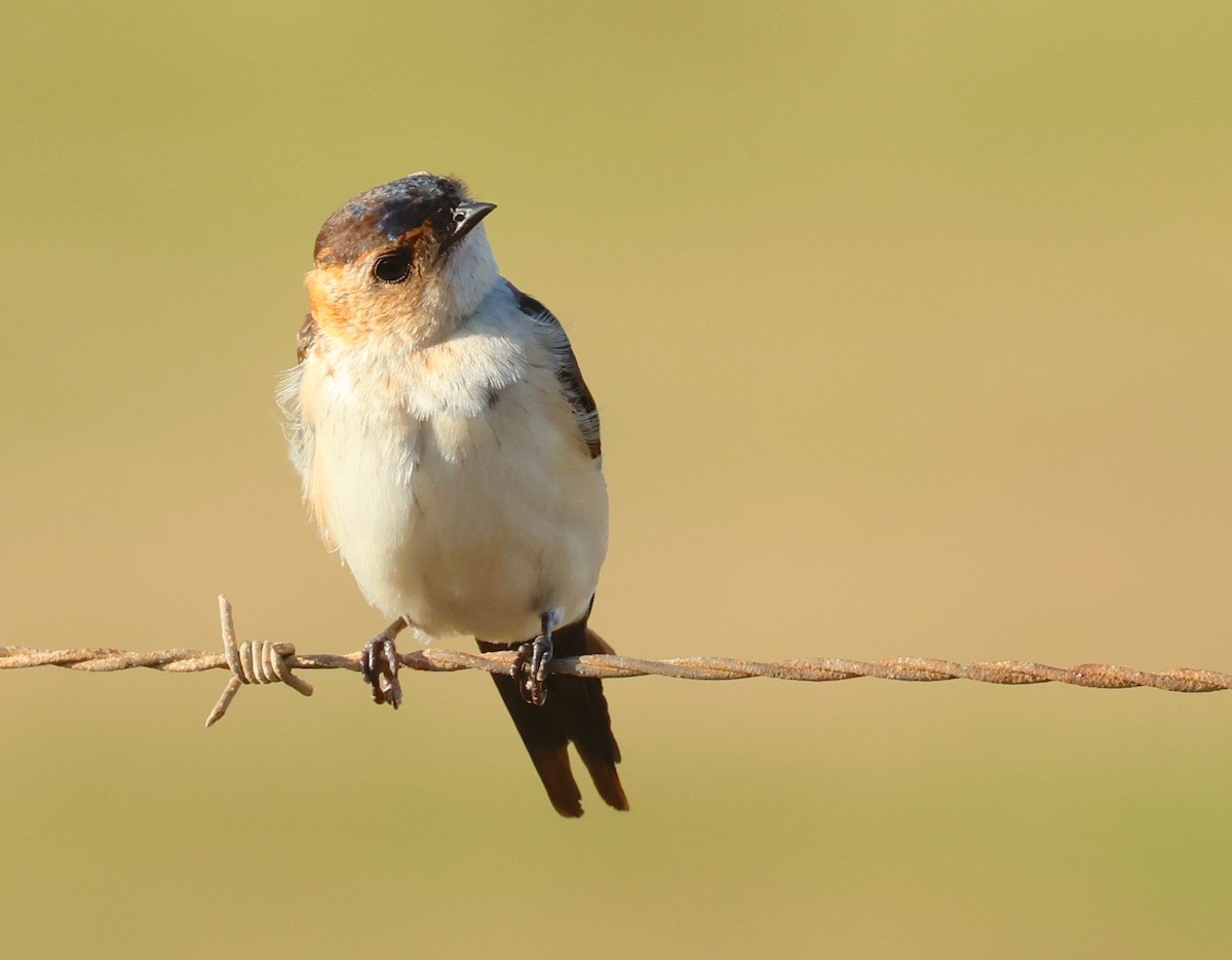 European Red-rumped Swallow - ML499434041