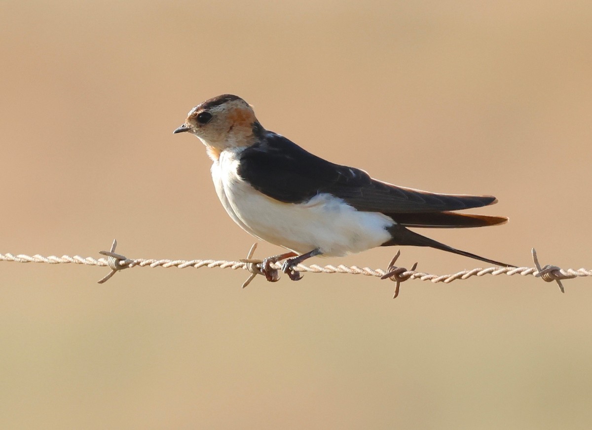 European Red-rumped Swallow - ML499434051