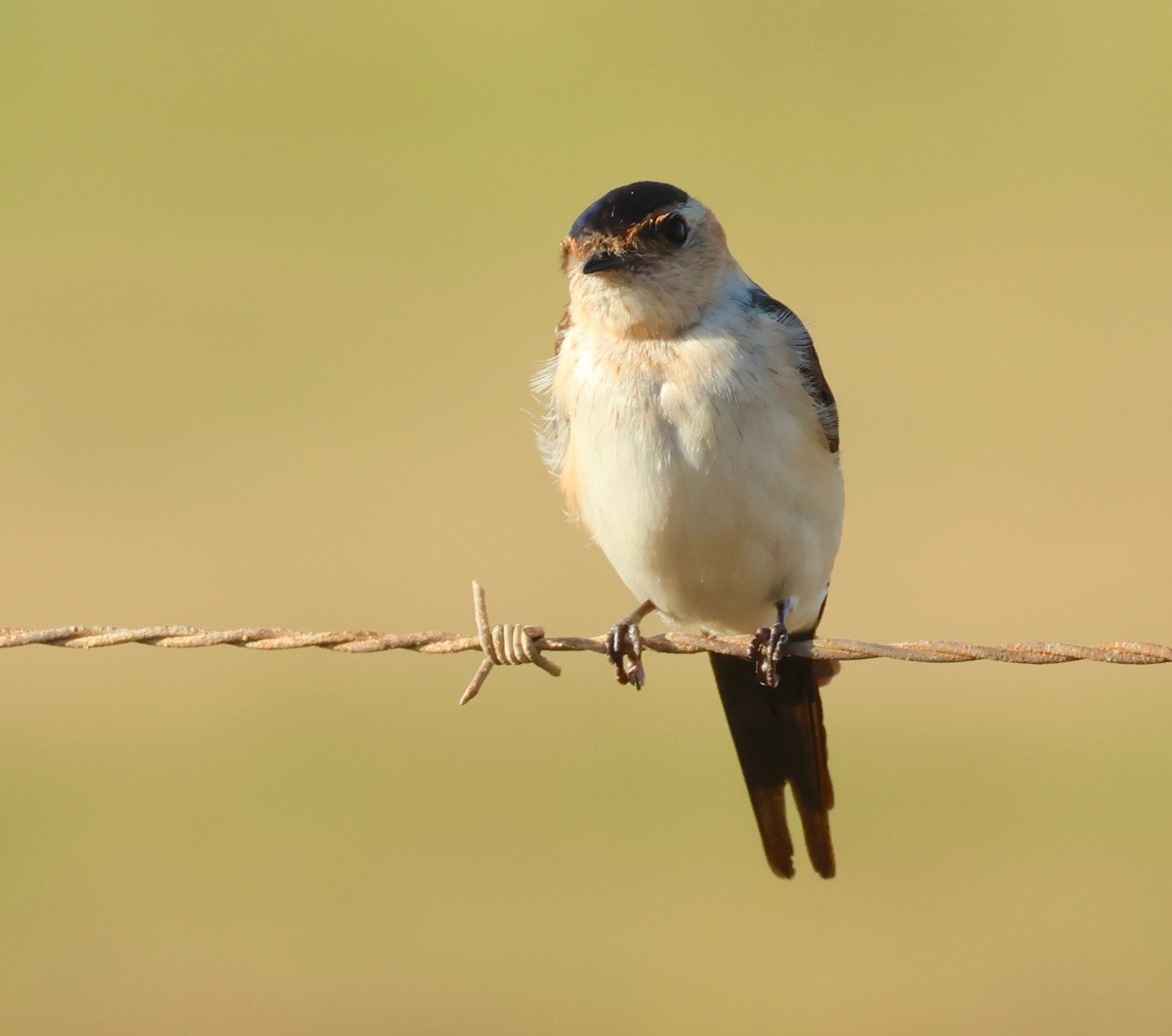 European Red-rumped Swallow - ML499434081