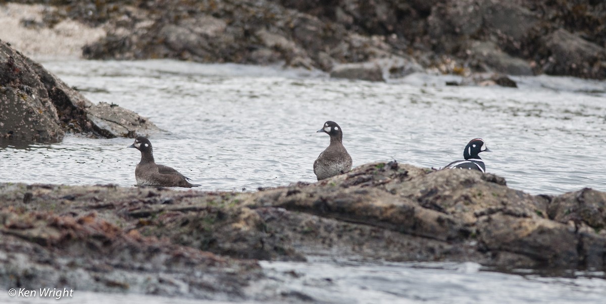 kačka strakatá - ML49943451