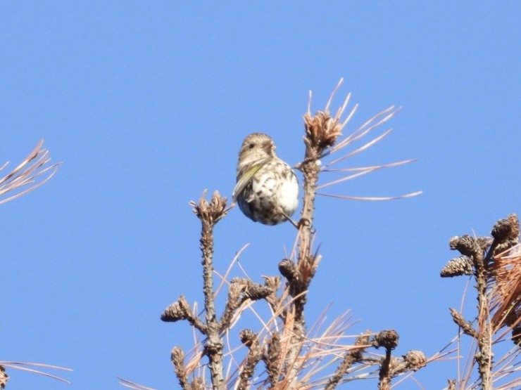 Pine Siskin - ML499435421