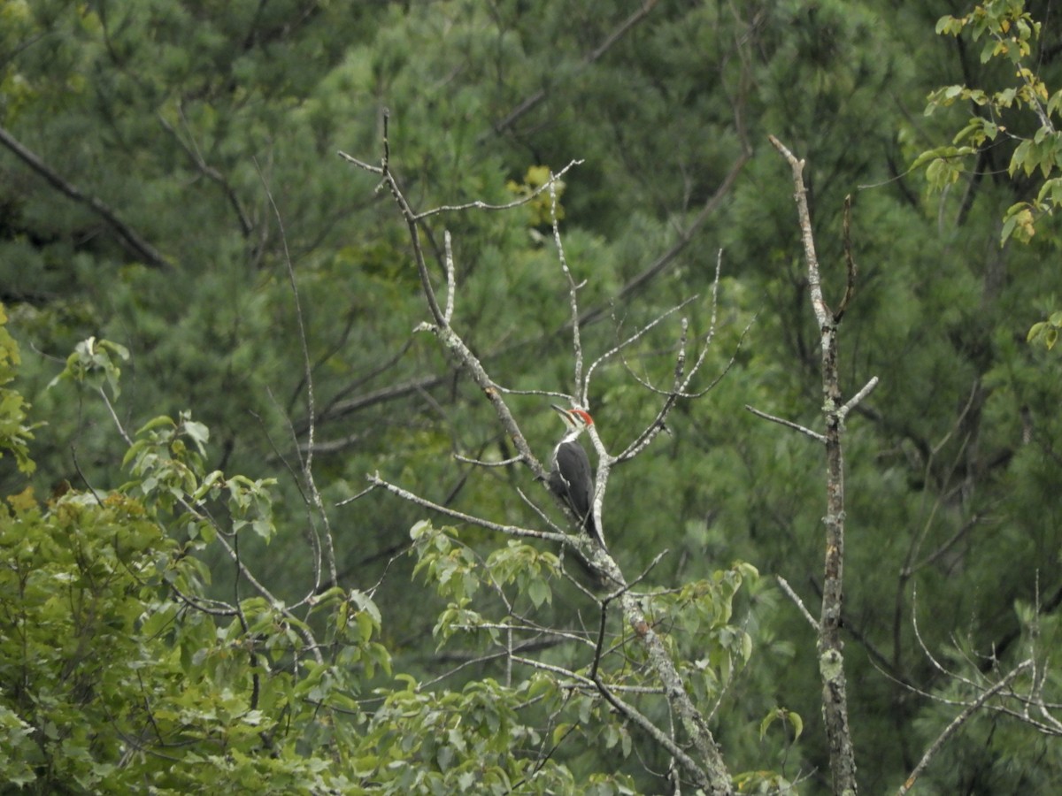 Pileated Woodpecker - ML499435701