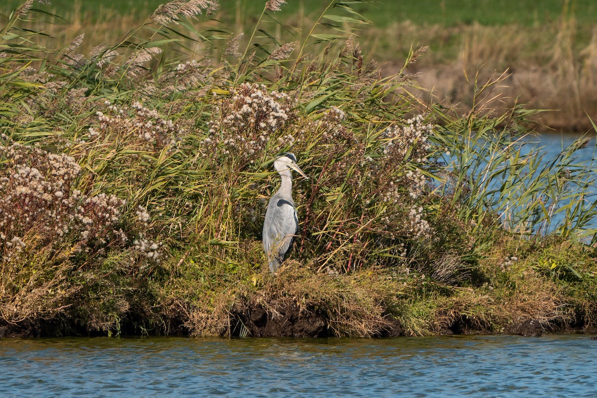 Gray Heron - Carsten Stiller