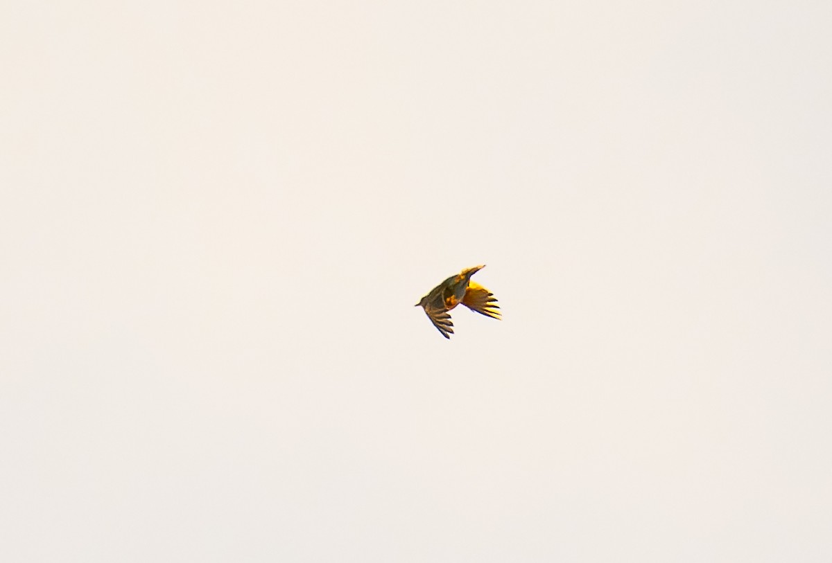 American Pipit - ML499436871