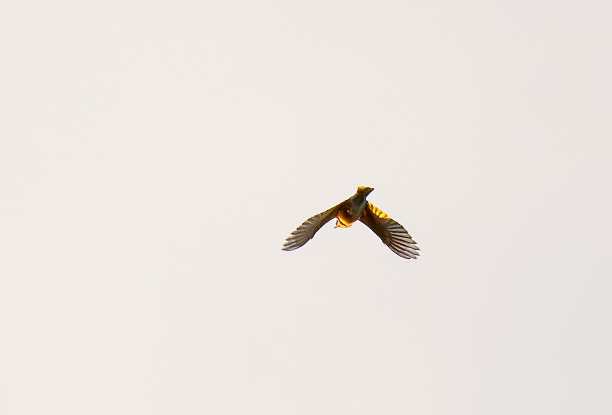 American Pipit - ML499436901