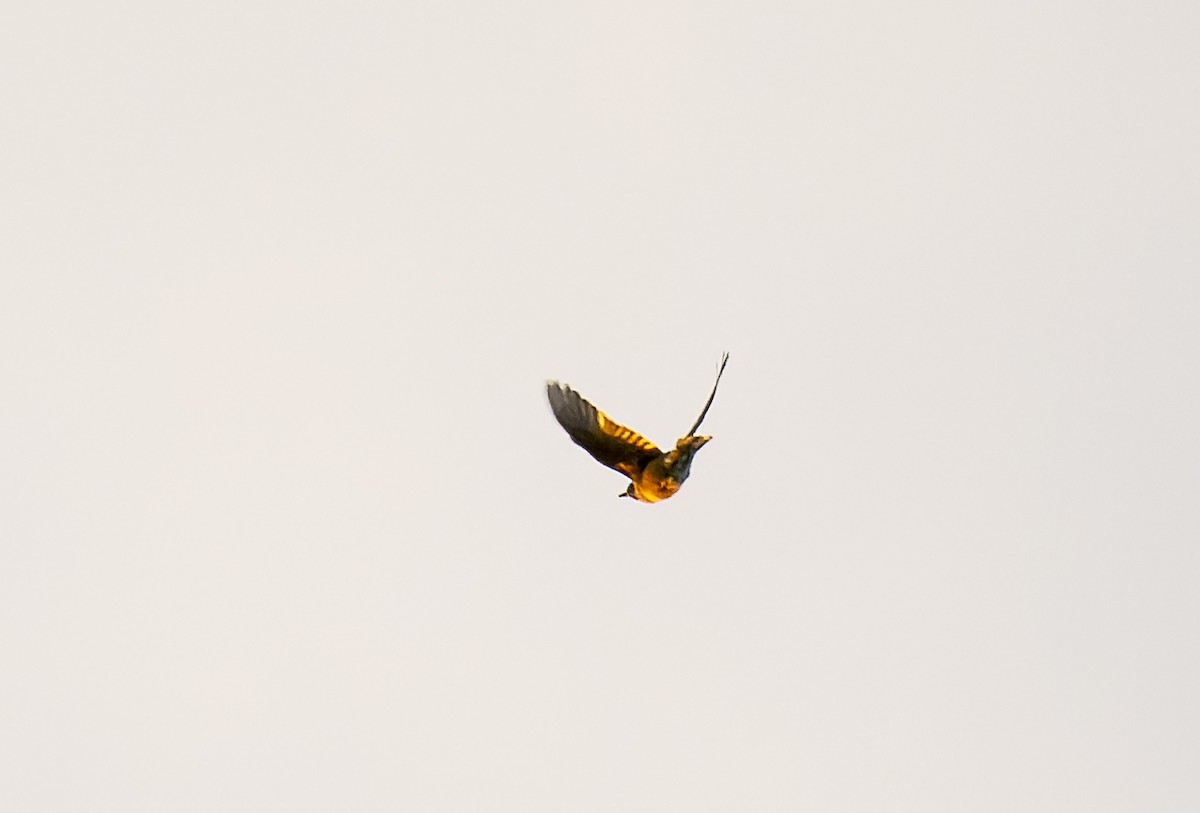 American Pipit - ML499436911