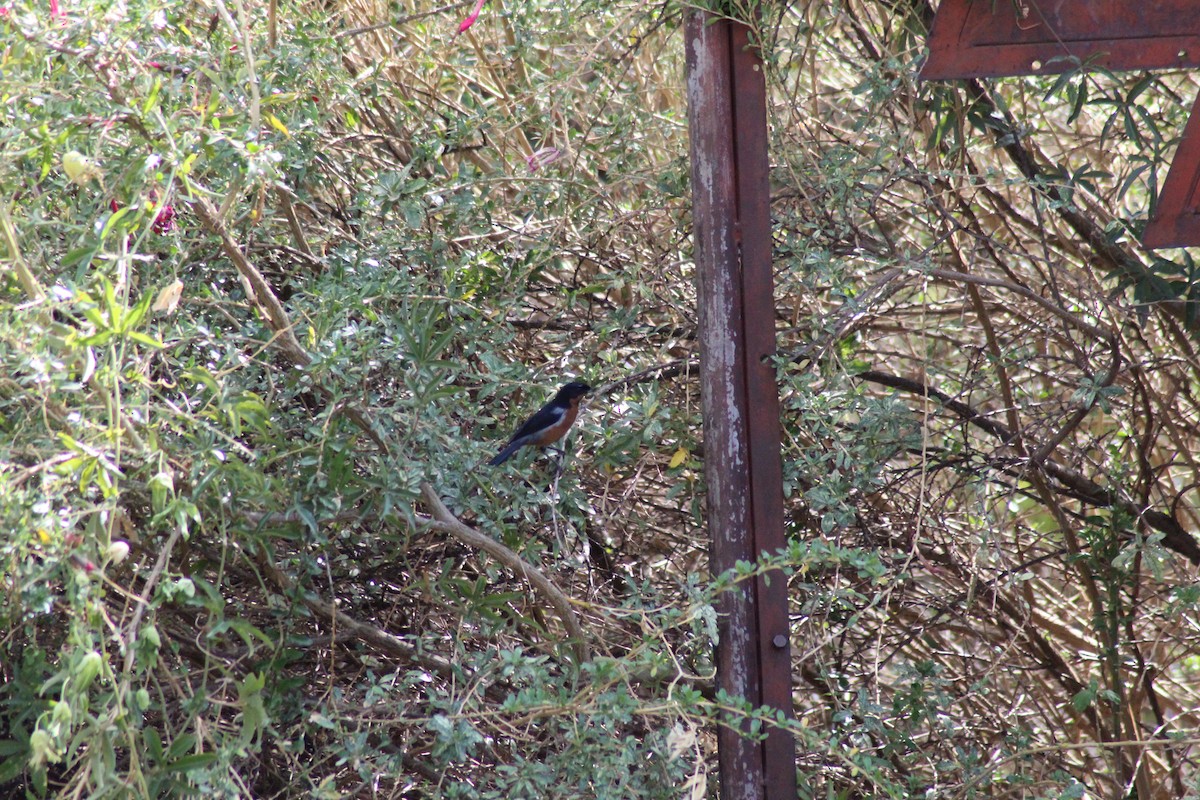 Black-throated Flowerpiercer - ML499437291