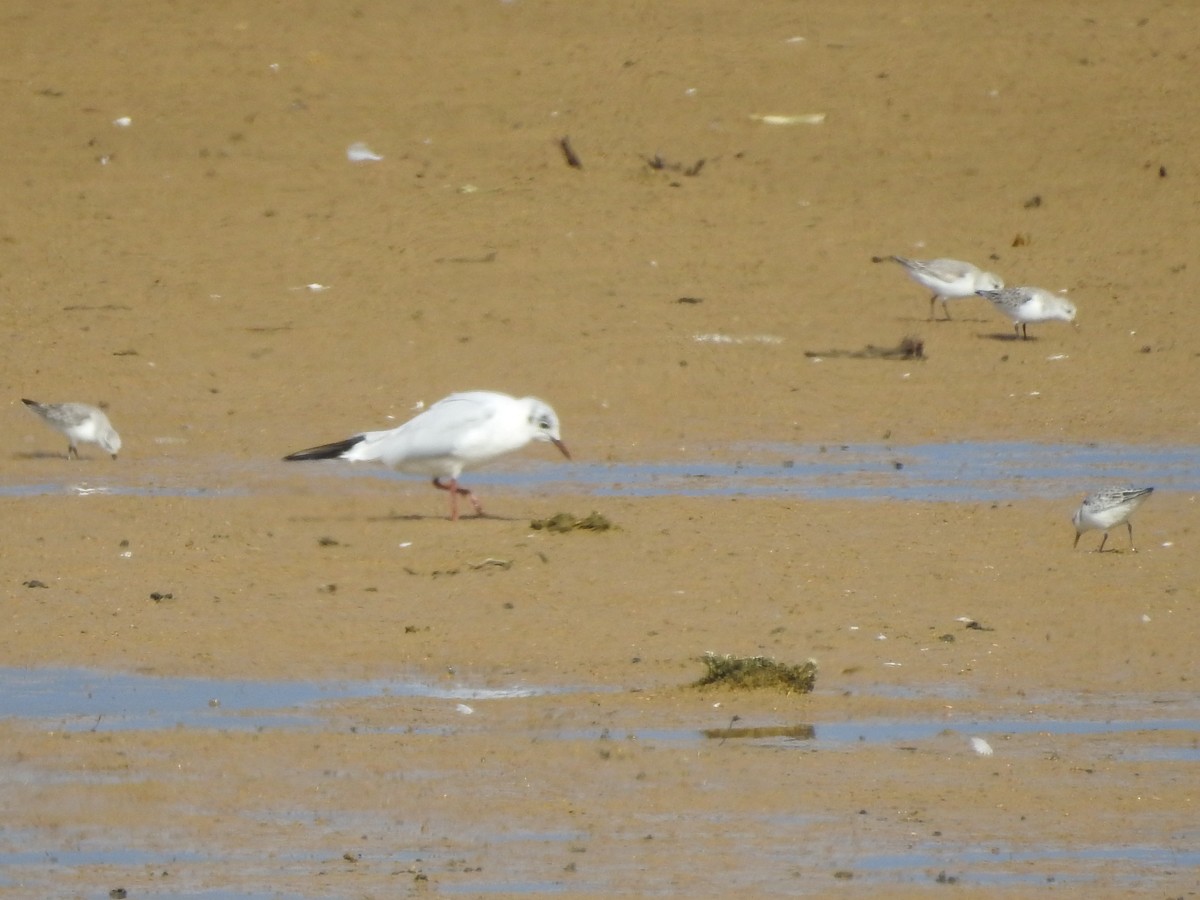 Bécasseau sanderling - ML49943841