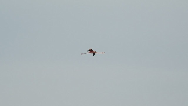 American Flamingo - ML499439701