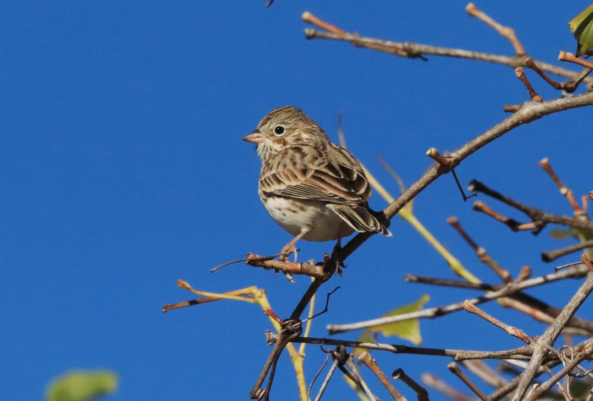 Vesper Sparrow - Ruth King