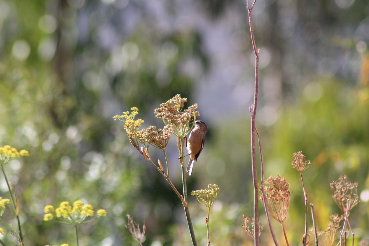 Cinereous Conebill - ML499444011