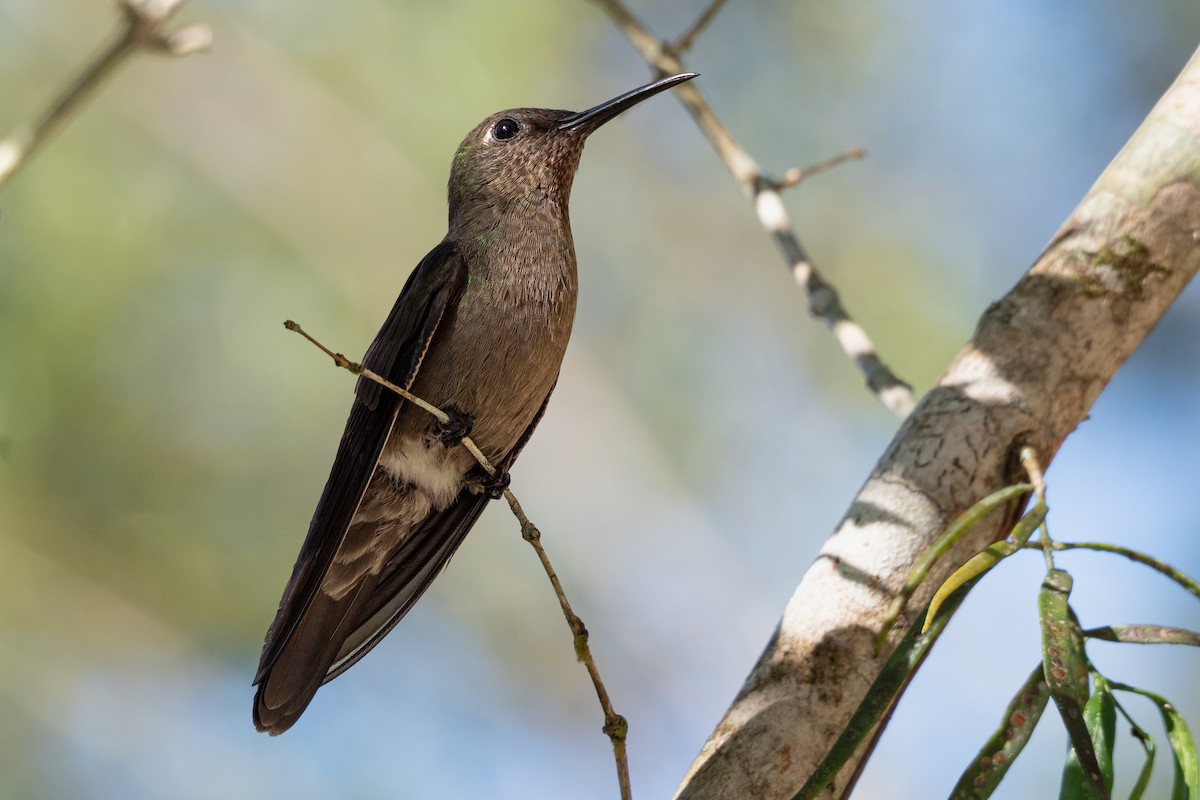 Colibrí Apagado - ML499444331