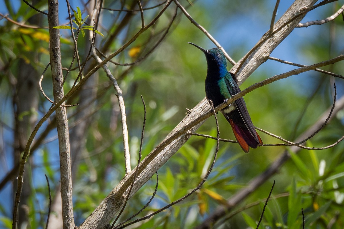 Black-throated Mango - ML499444561