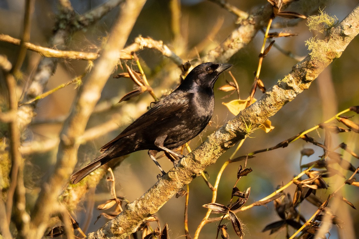 Shiny Cowbird - Vitor Rolf Laubé