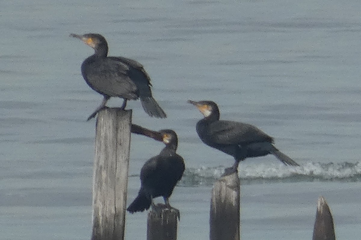 Great Cormorant - ML499445921