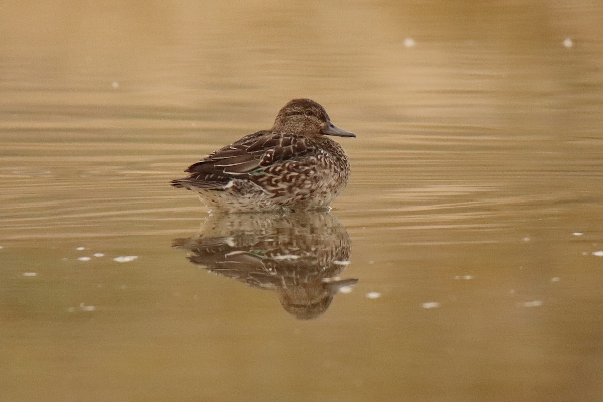 Green-winged Teal - ML499447611