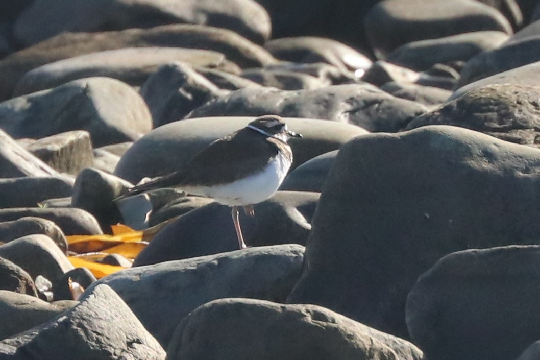 Killdeer - ML499447941