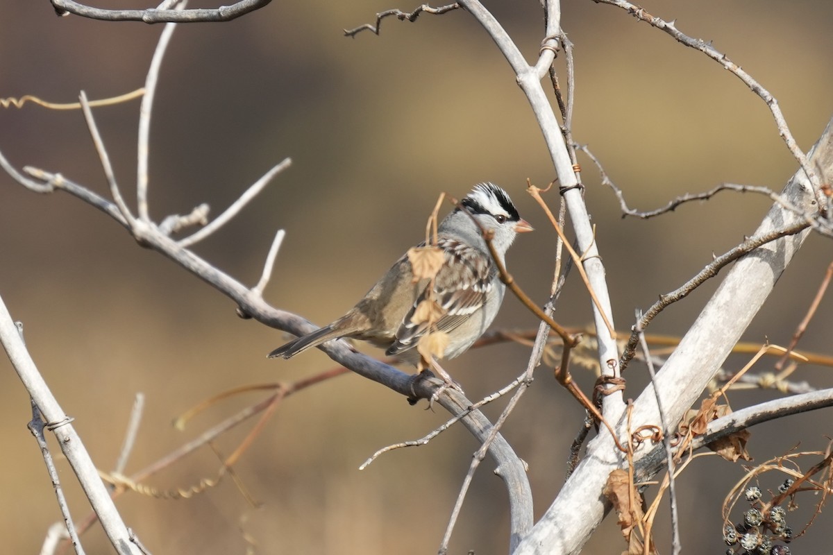 White-crowned Sparrow - Tom Marsan-Ryan