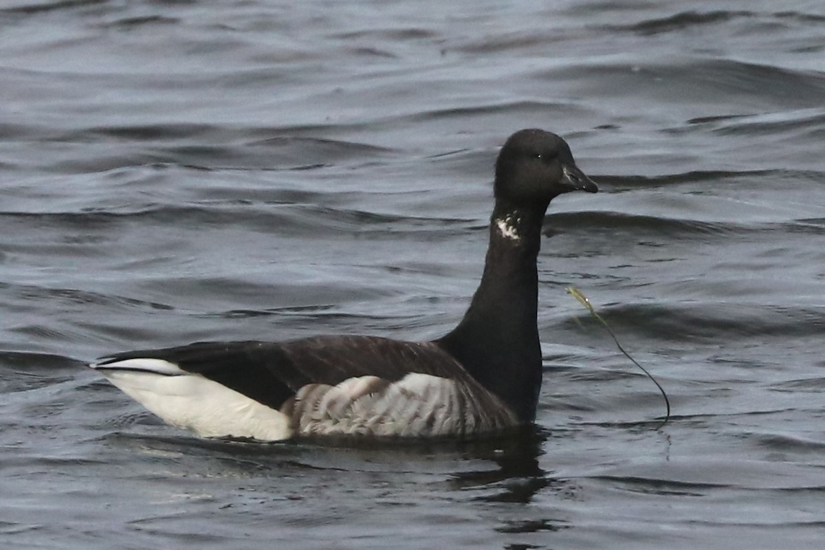 Brant - ML499448241