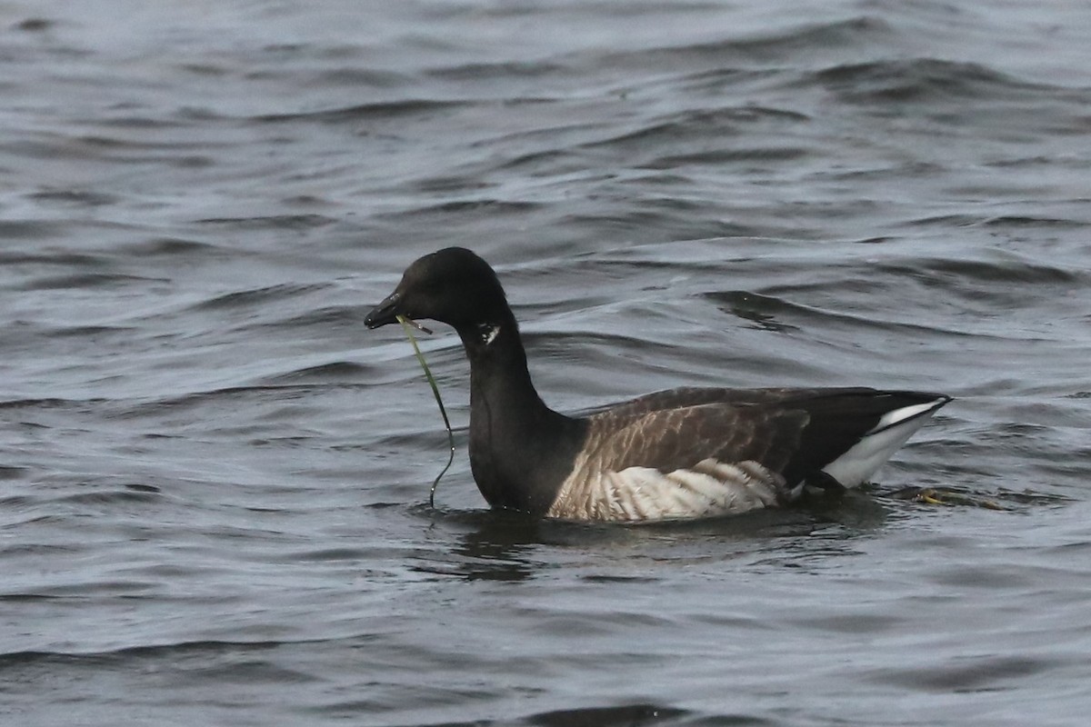 Brant - ML499448291