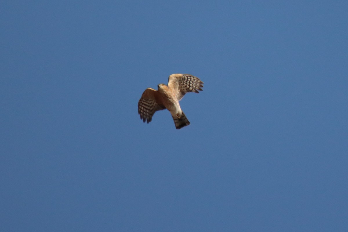 Sharp-shinned Hawk - ML499448491