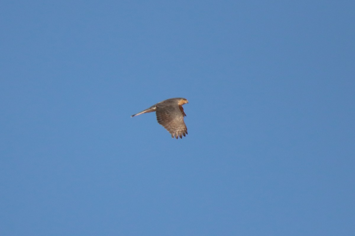 Sharp-shinned Hawk - ML499448501