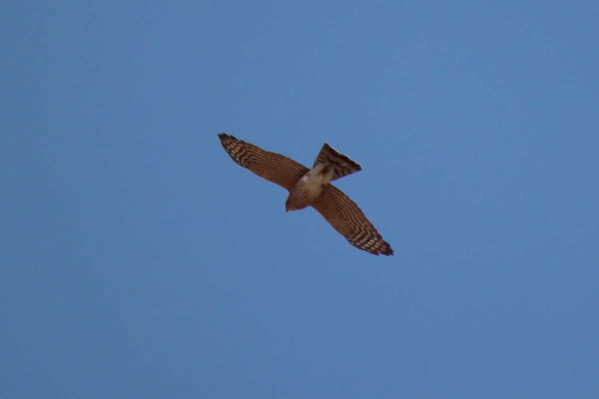 Sharp-shinned Hawk - ML499448511