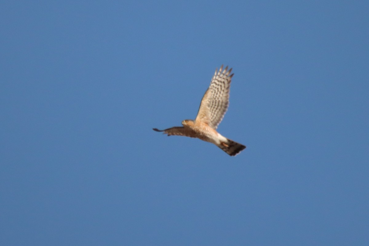 Sharp-shinned Hawk - ML499448521