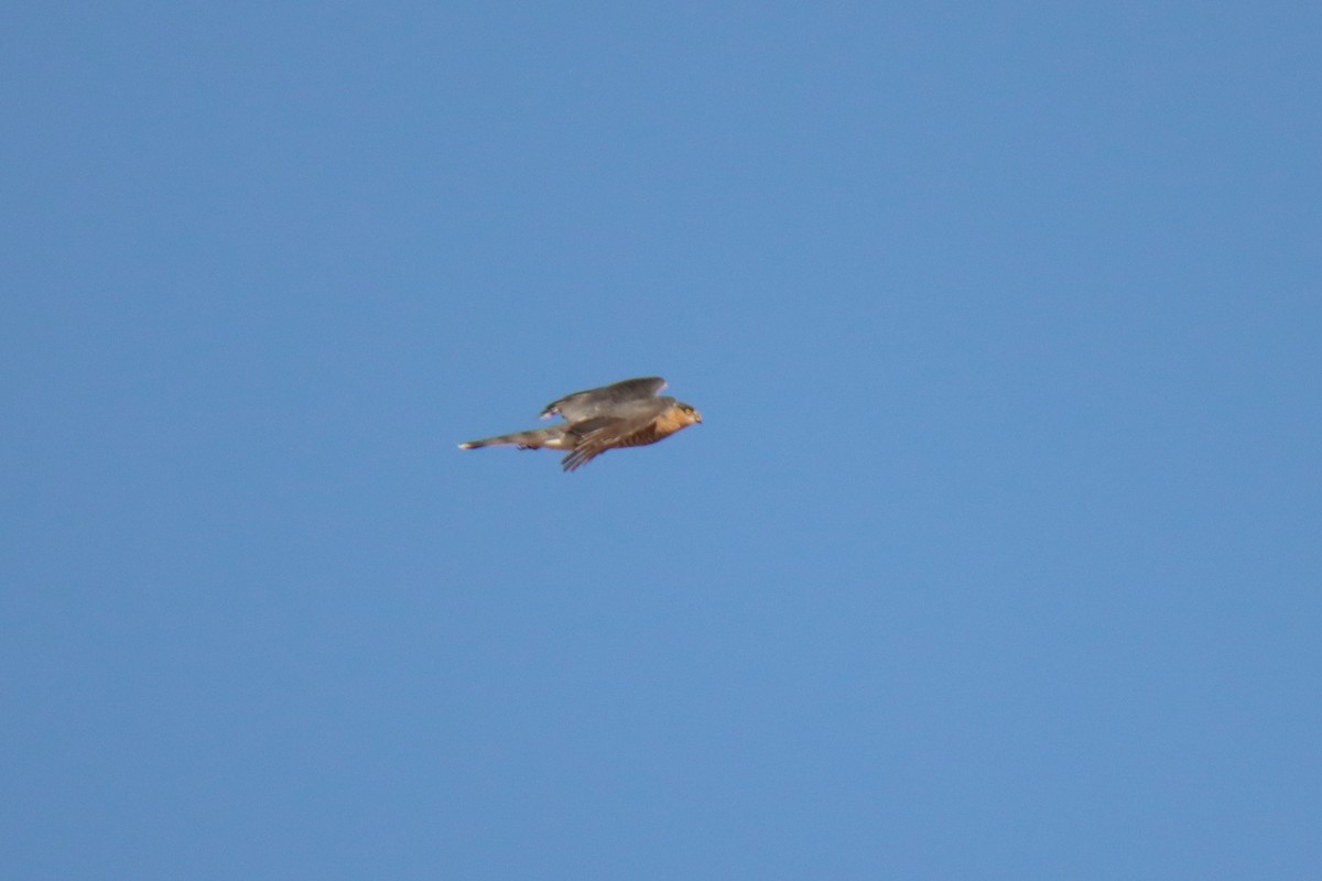 Sharp-shinned Hawk - ML499448531