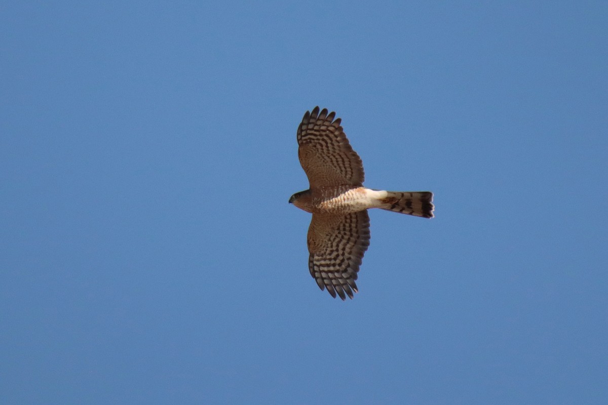 Sharp-shinned Hawk - ML499448541