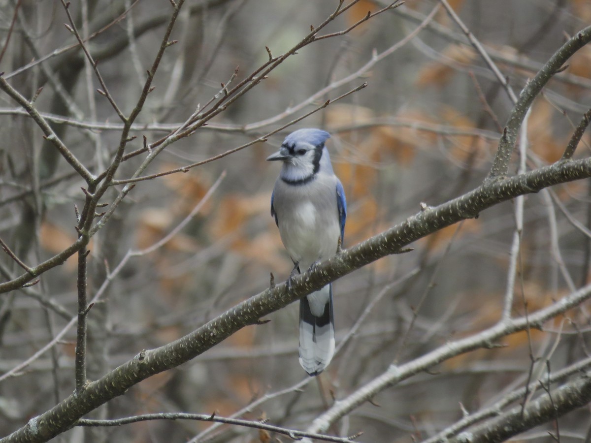 Blue Jay - Anonymous