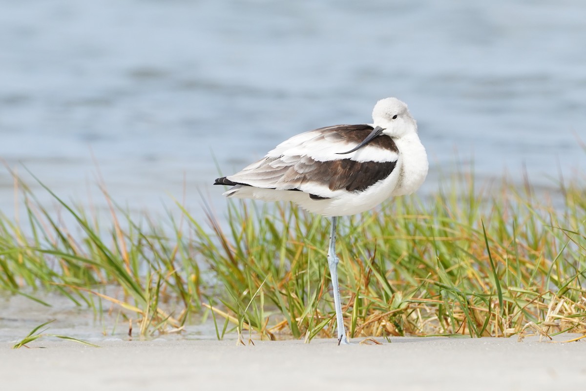 Avocette d'Amérique - ML499450351