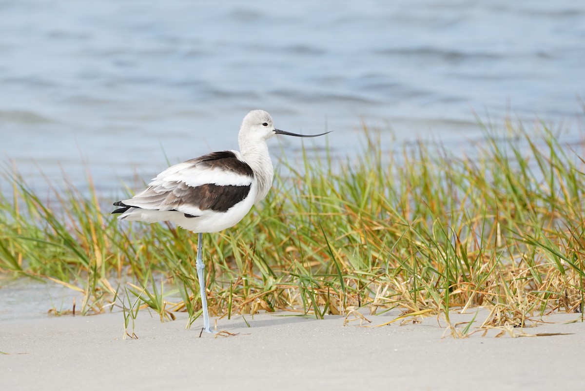 Avocette d'Amérique - ML499450361