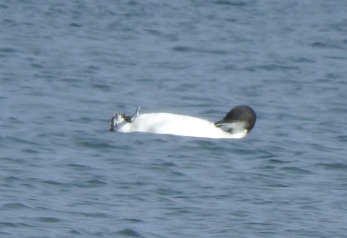 Common Loon - ML499450411