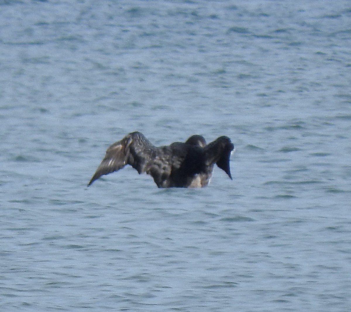 Common Loon - ML499450421