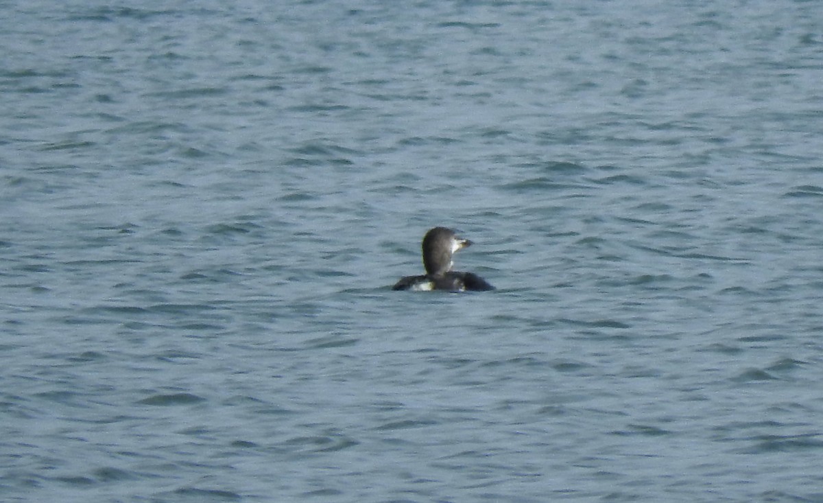 Common Loon - ML499450541