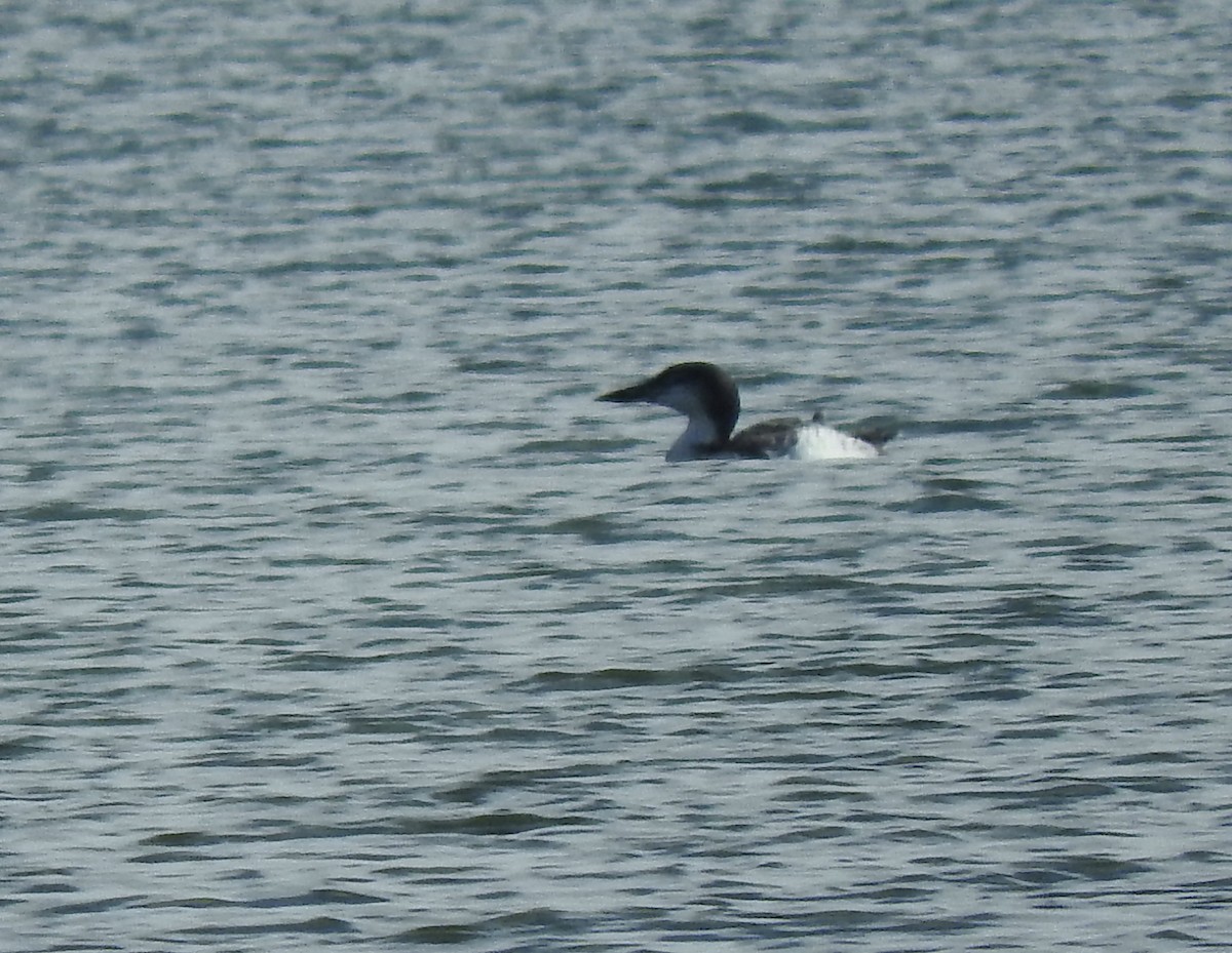 Common Loon - ML499450561