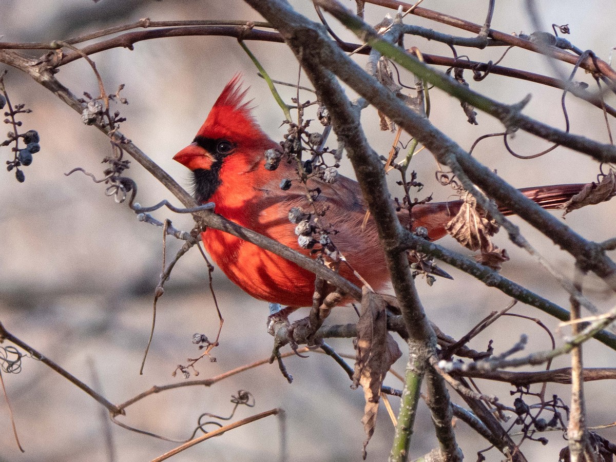 Northern Cardinal - ML499451271