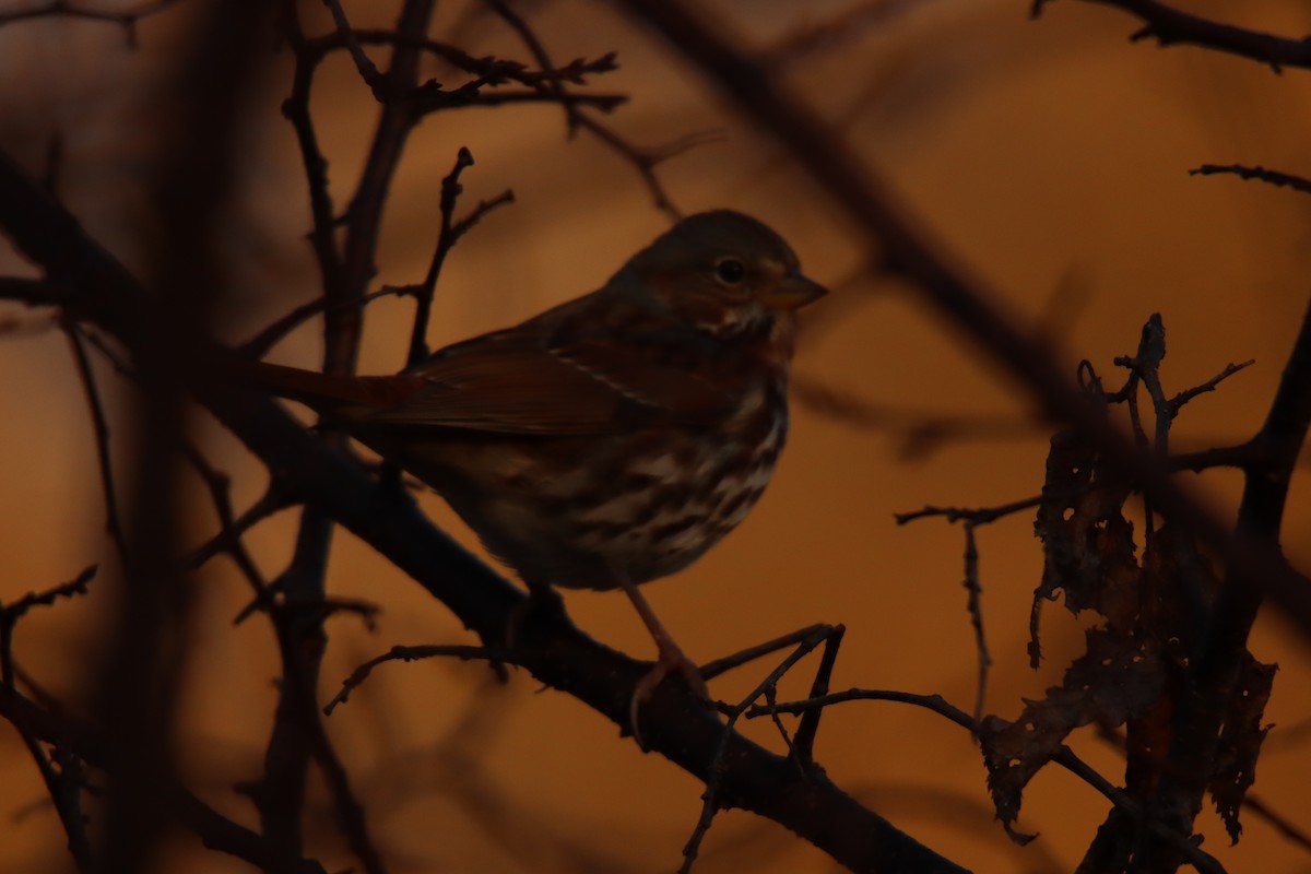 Fox Sparrow (Red) - ML499451341