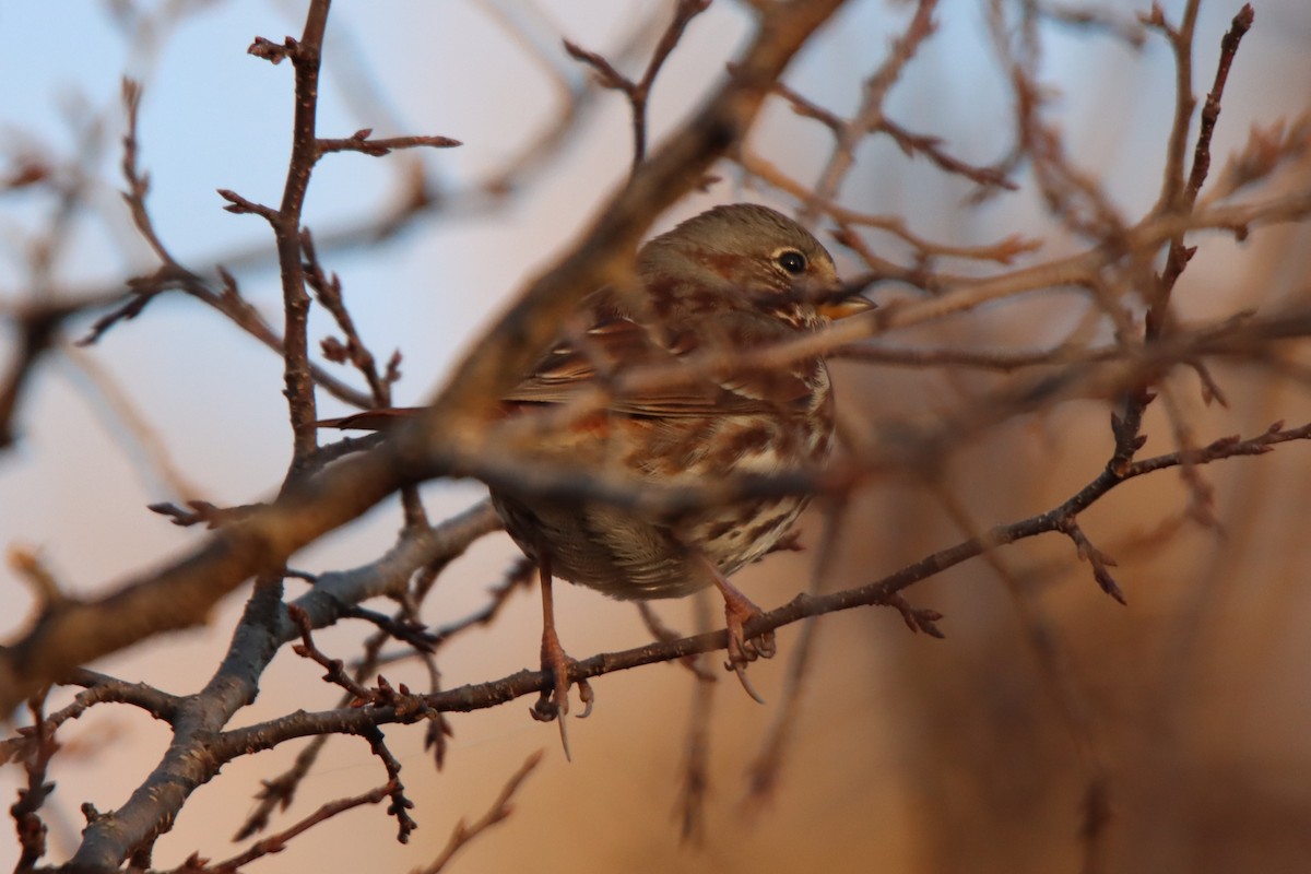 Fox Sparrow (Red) - ML499451361