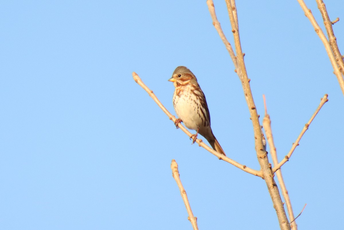Fox Sparrow (Red) - ML499451641