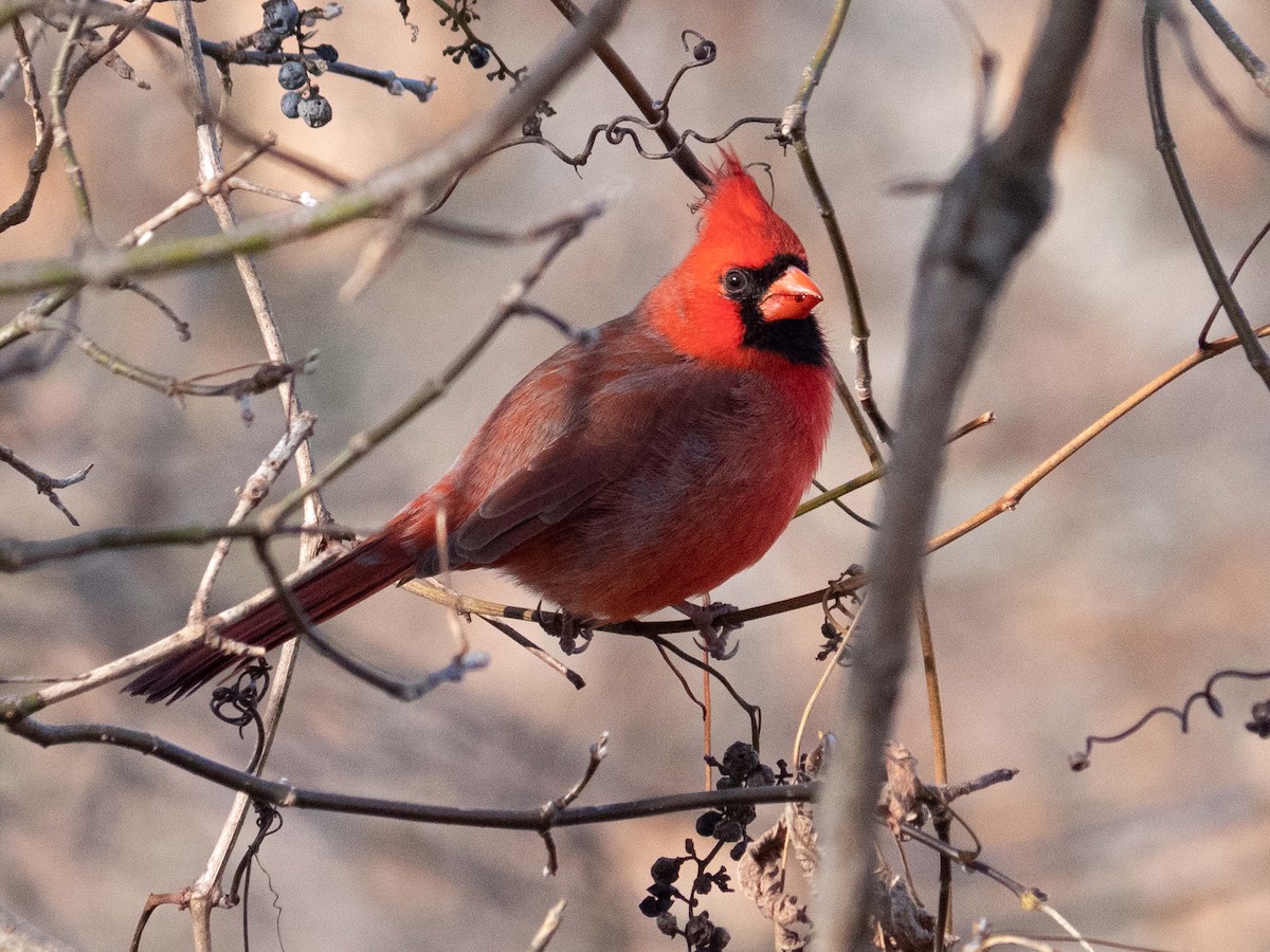 Northern Cardinal - ML499451951