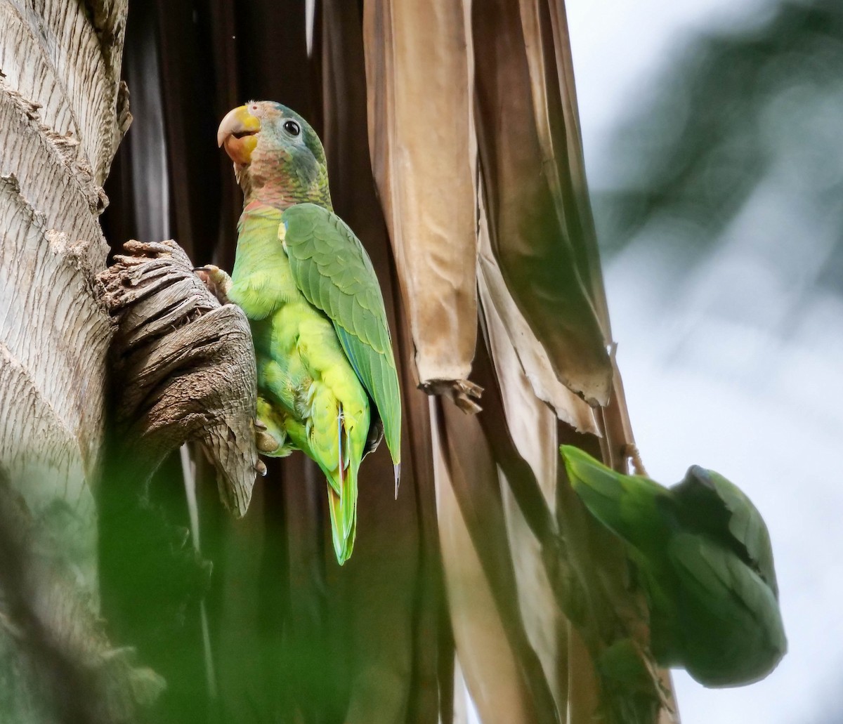 Yellow-billed Parrot - Wayne  Sutherland