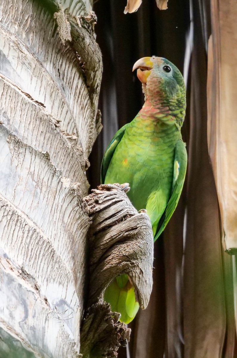 Yellow-billed Parrot - Wayne  Sutherland