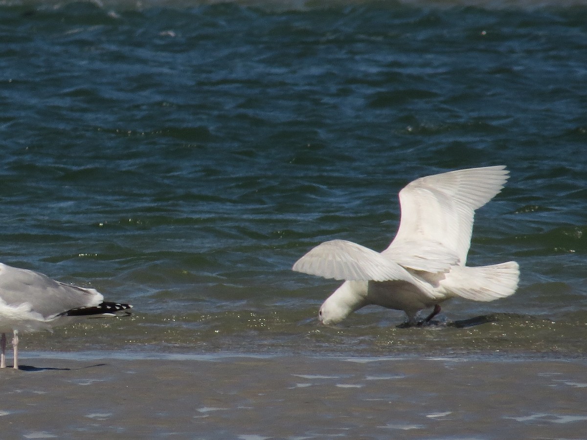 Glaucous Gull - ML49945361