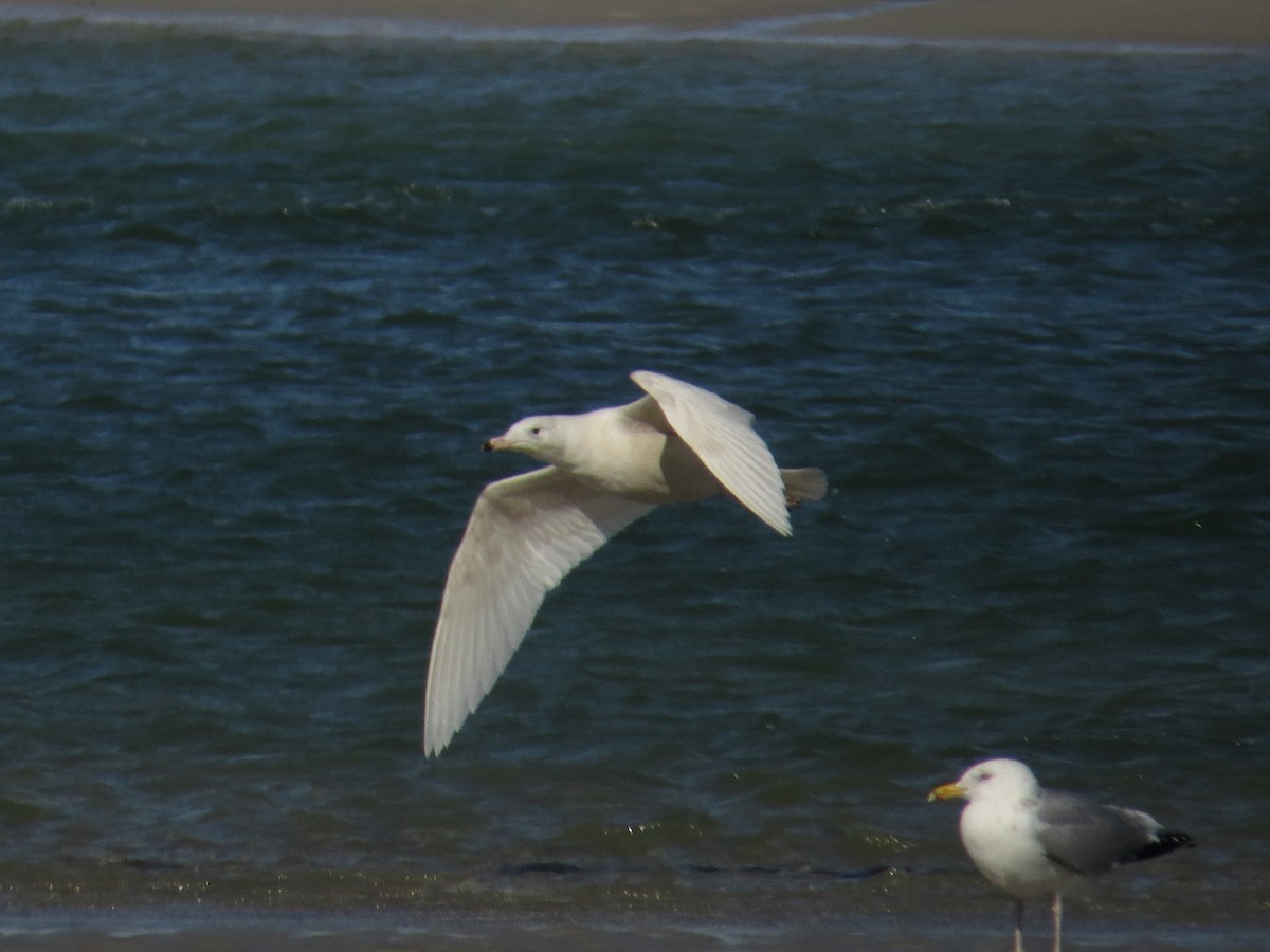 Glaucous Gull - ML49945371